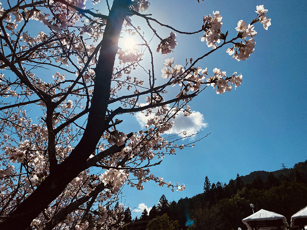 【ホテルくさかべアルメリア】本日（2023.03.28）の桜の様子♪