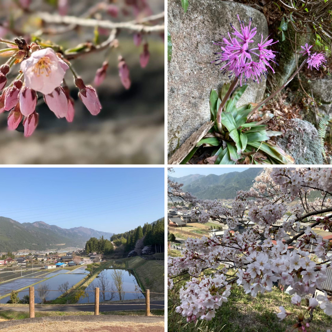 山野草や都市部より少し遅い桜、新緑に癒やされます