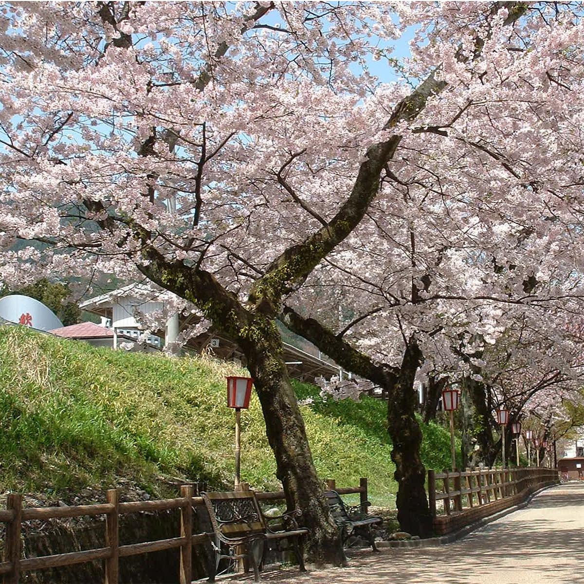 下呂駅裏の歩道の桜並木　上から見下ろすとまた違った光景です。